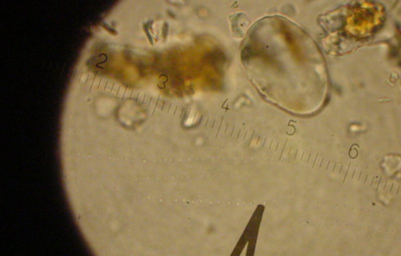 Bioeconomías: una necesidad que se transforma en realidad